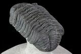 Drotops Trilobite - Excellent Faceted Eyes #76411-5